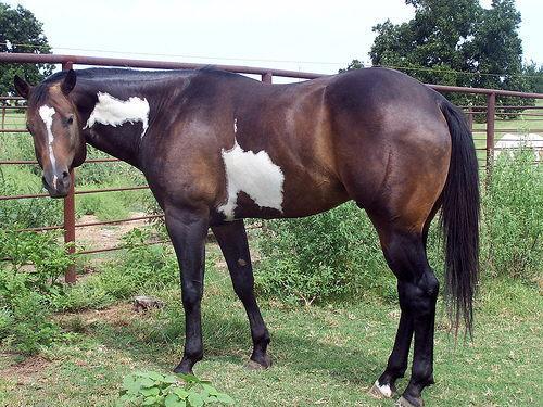 painted horse breed